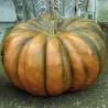 Semi di zucca MUSQUÈE DE PROVENCE