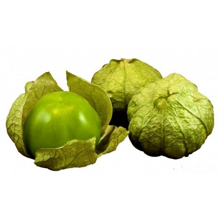 Price: €2.65 - Tomatillo Verde Samen (Toma Verde) (Physalis Ixocarpa) -