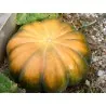 Semi di zucca MUSQUÈE DE PROVENCE