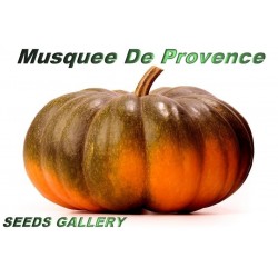 Graines de Citrouille Musquée de Provence
