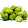 Price: €2.65 - Graines Tomatillo Vert - Toma Verde (Physalis ixocarpa) - 