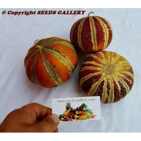 Rare Exclusive KAJARI Melon Seeds