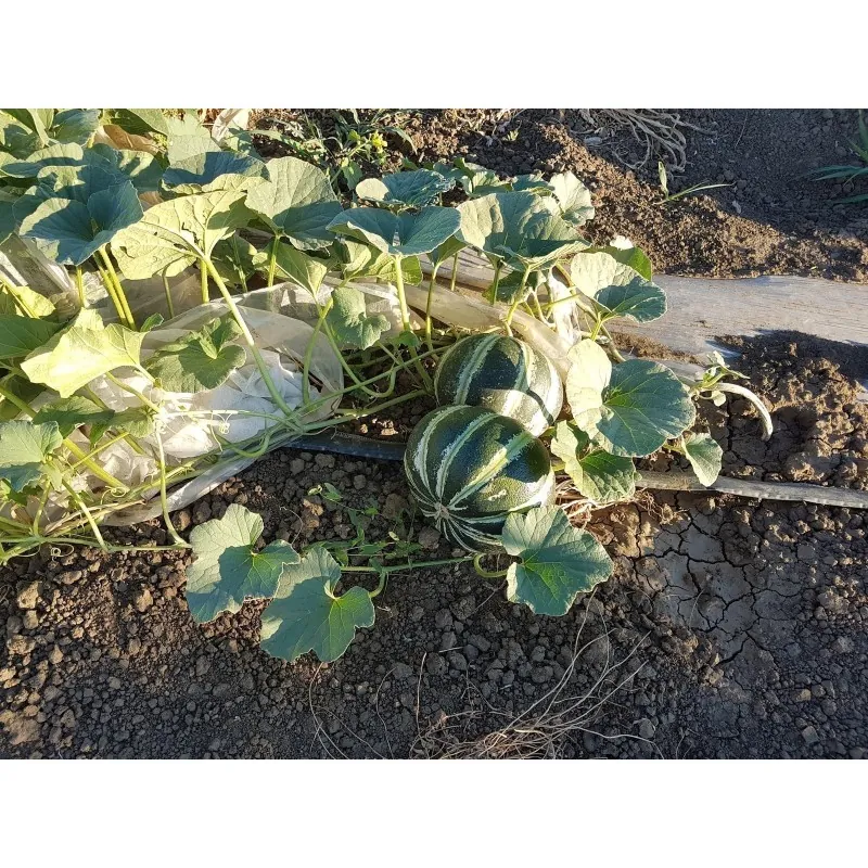 Σπάνιες Σπόροι Πεπόνι KAJARI