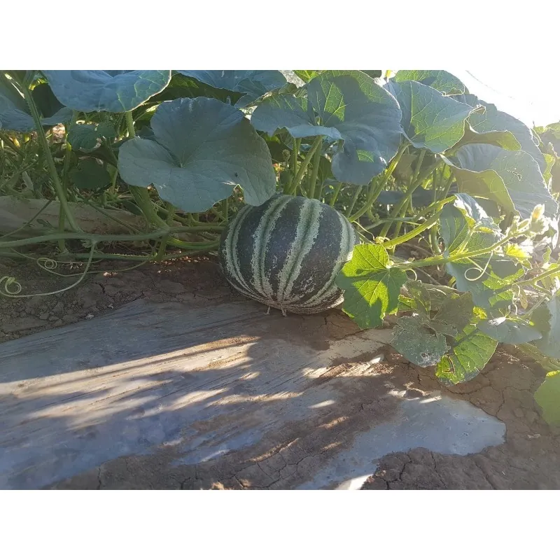 Exklusive Seltene KAJARI Melone Samen
