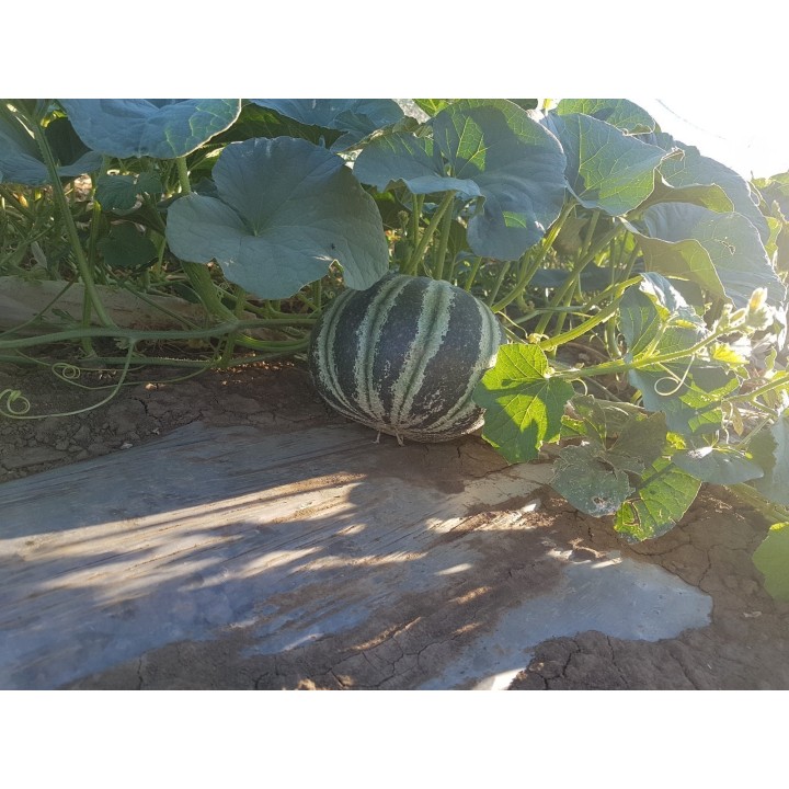Rare Exclusive KAJARI Melon Seeds - 2.655