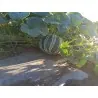 Sällsynta KAJARI Melon Frön
