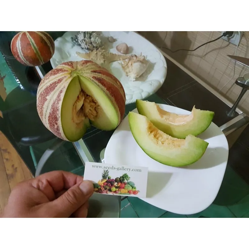 Graines de melon KAJARI