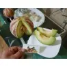 Σπάνιες Σπόροι Πεπόνι KAJARI
