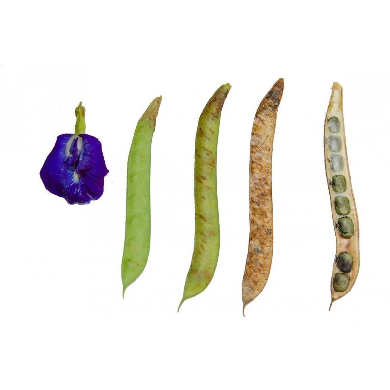 Himmelsärt Fröer (Clitoria ternatea) | 2,65 €