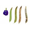 Himmelsärt Fröer (Clitoria ternatea) | 2,65 €
