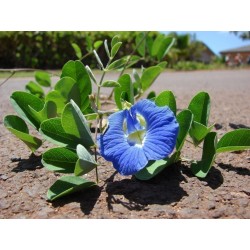 Butterfly Pea, Blue Pea Vine Seeds