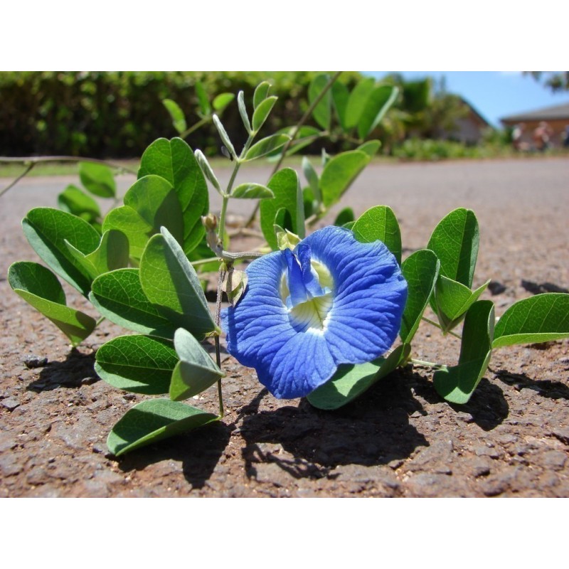 Himmelsärt Fröer (Clitoria ternatea) | 2,65 €