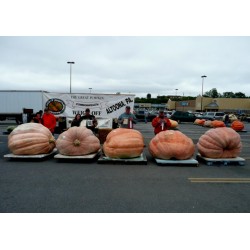 Sementes De Guinness Abóbora Gigante (824.86 kg)