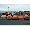 Price: €4.65 - Mammutpumpa Atlantic Giant frön (824.86 kg) - 