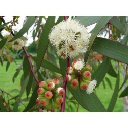 Hardy Down to -20°C Snow Gum White Sallee Seeds Package: 1000 Seeds Eucalyptus Pauciflora