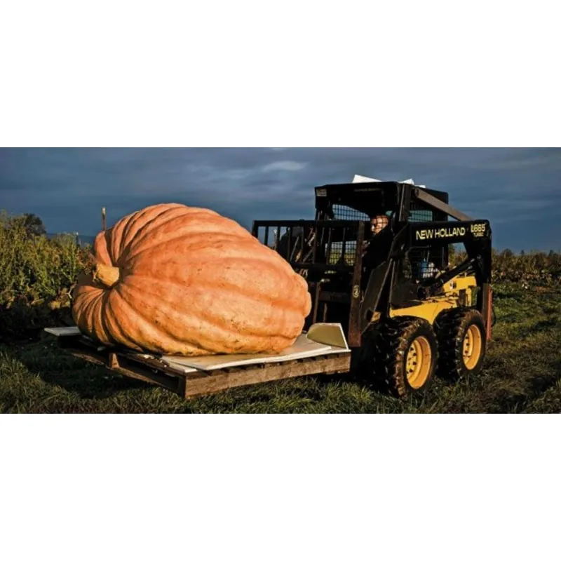 Atlantic Giant Pumpkin Seeds