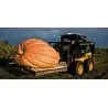 Atlantic Giant Pumpkin Seeds