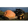 Price: €4.65 - Semillas de calabaza gigantes del Atlantico (824.86 kg) - 