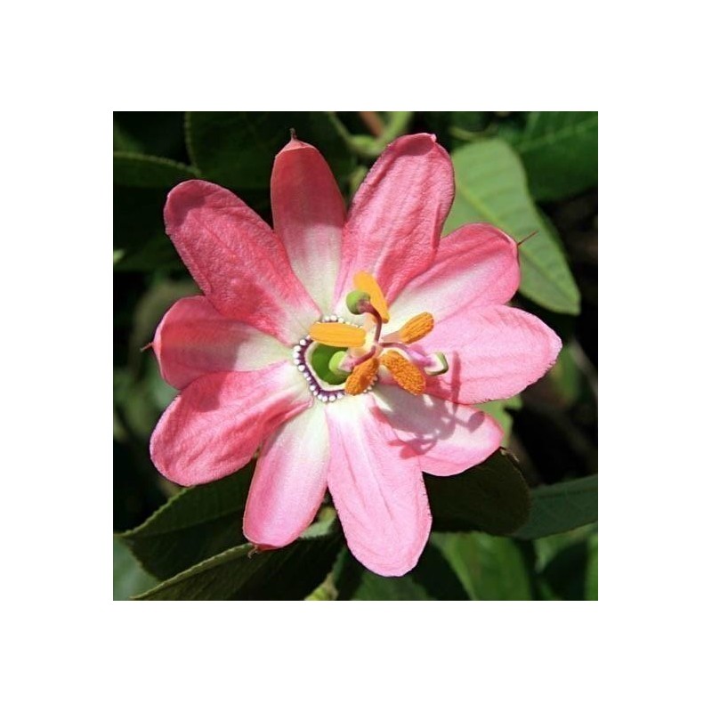 Sementes de Maracujá Banana (Passiflora mollissima)