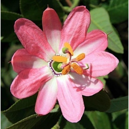 Sementes de Maracujá Banana (Passiflora mollissima)