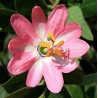 Sementes de Maracujá Banana (Passiflora mollissima)