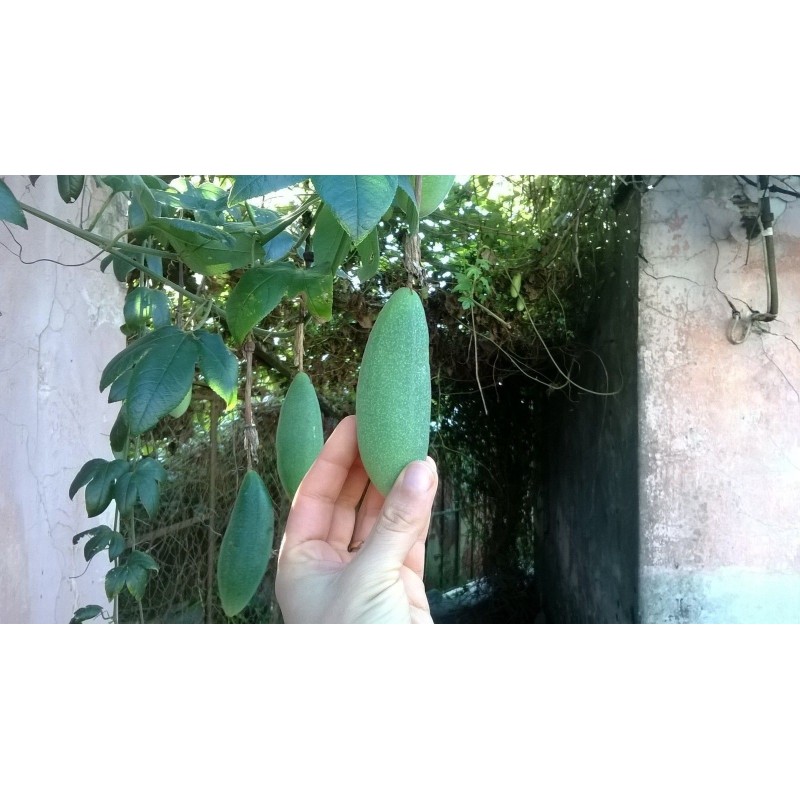 Sementes de Maracujá Banana (Passiflora mollissima)