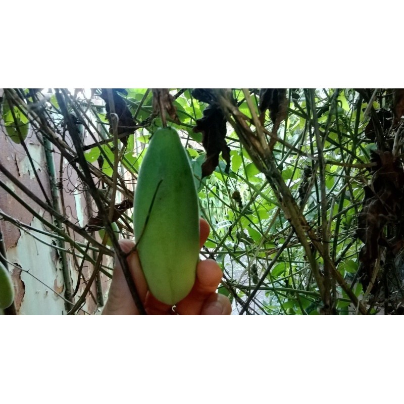 Sementes de Maracujá Banana (Passiflora mollissima)