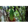 Sementes de Maracujá Banana (Passiflora mollissima)