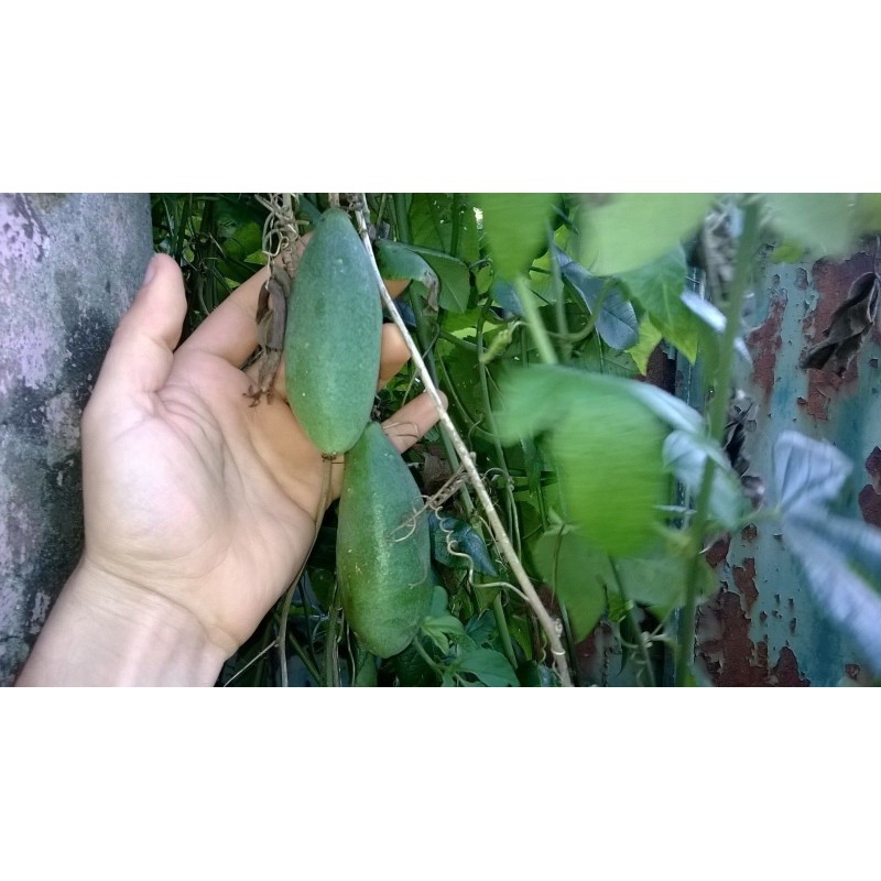 Sementes de Maracujá Banana (Passiflora mollissima)