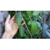Sementes de Maracujá Banana (Passiflora mollissima)