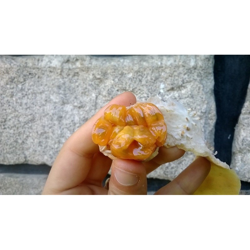 Sementes de Maracujá Banana (Passiflora mollissima)