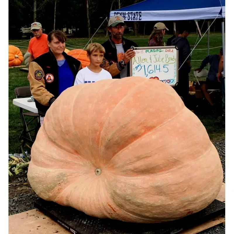Sementes de abóbora gigante do Atlântico (824.86 kg)