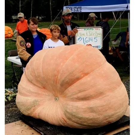 Graines de citrouille géantes de l'Atlantique (824.86 kg)