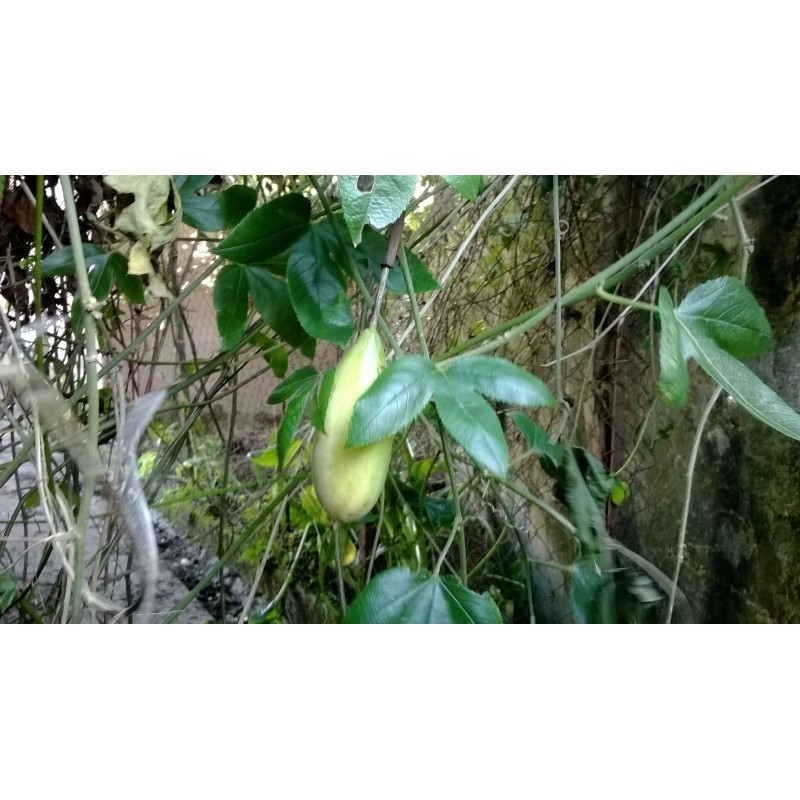 Sementes de Maracujá Banana (Passiflora mollissima)