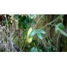 Sementes de Maracujá Banana (Passiflora mollissima)