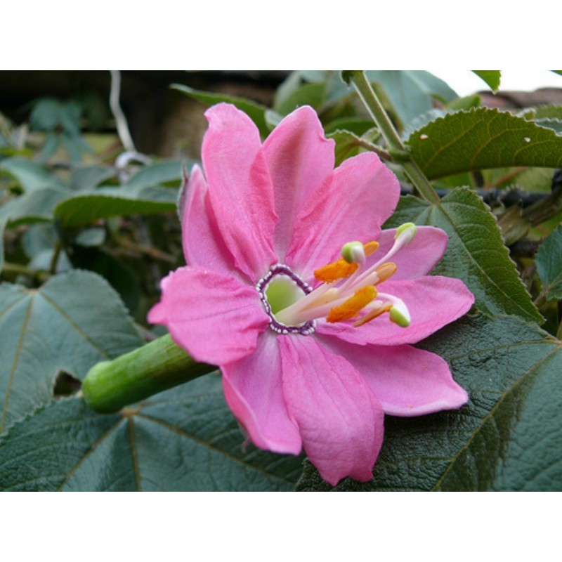 Sementes de Maracujá Banana (Passiflora mollissima)