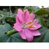 Sementes de Maracujá Banana (Passiflora mollissima)