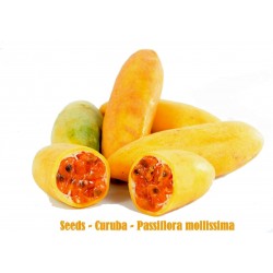 Price: €1.95 - Curuba - Banana Passion Fruit Seme (Passiflora mollissima) - 