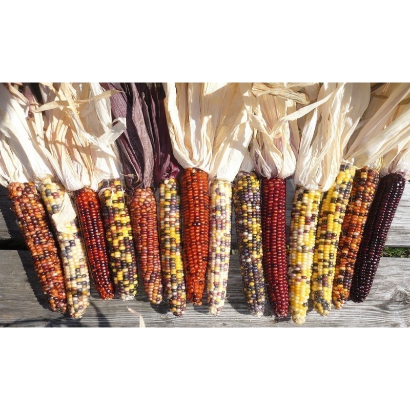 Price: €2.35 - Mini Decorative Indian Corn Seeds - Seeds Gallery
