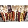 Price: €2.35 - Mini Decorative Indian Corn Seeds - Seeds Gallery