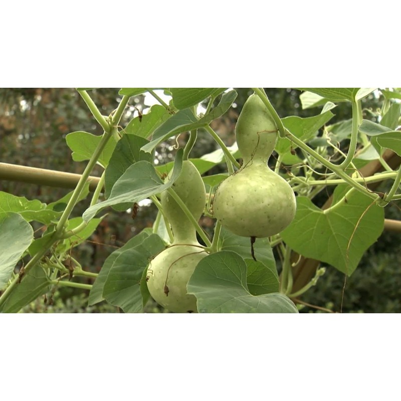 Price: €2.1 - Bottle Gourd Seeds (Lagenaria siceraria) - Seeds Gallery