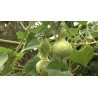 Price: €2.1 - Bottle Gourd Seeds (Lagenaria siceraria) - Seeds Gallery