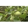 Semi di Zucca Bottiglia (Lagenaria siceraria)