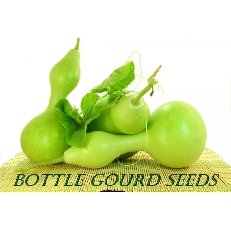 Price: €2.1 - Semillas de calabaza Porongo, calabaza de peregrino - Seeds Gallery