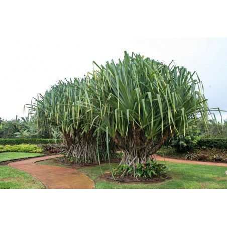 Price: €2.95 - Σπόροι φρούτο Hala (Pandanus tectorius) -
