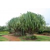 Price: €2.95 - Σπόροι φρούτο Hala (Pandanus tectorius) - 