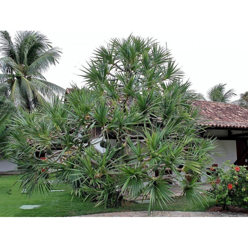 Price: €2.95 - Σπόροι φρούτο Hala (Pandanus tectorius) - 