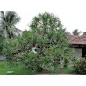Price: €2.95 - Tahitian Screwpine Seeds (Pandanus tectorius) - 