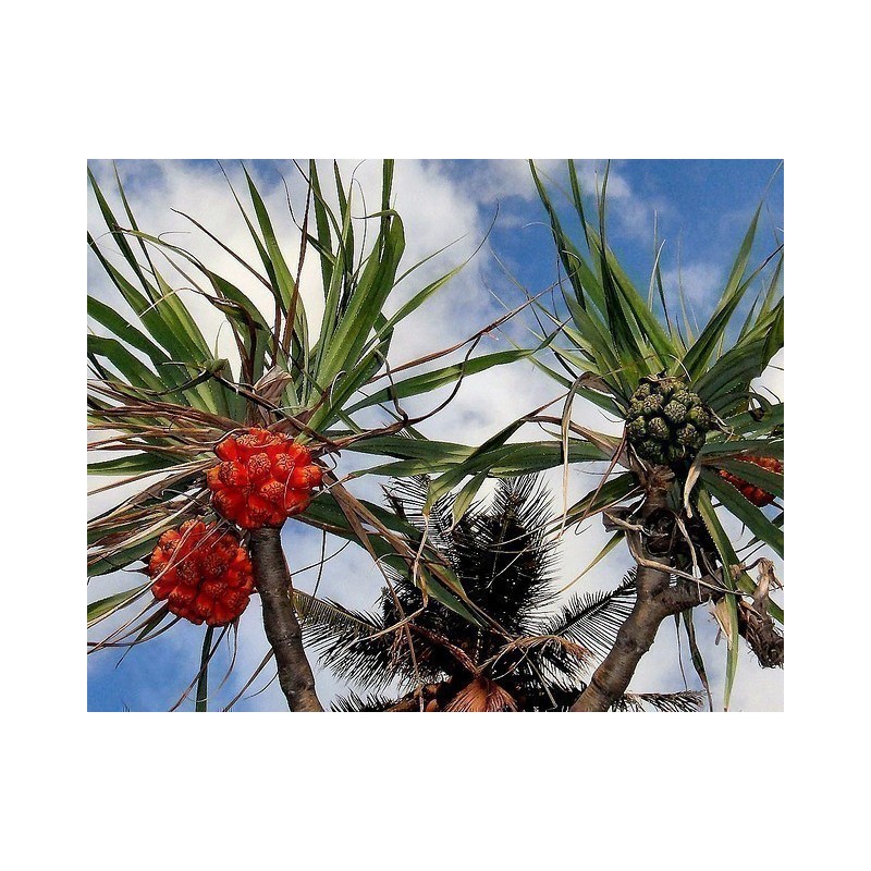 Price: €2.95 - Semi di HALA (Pandanus tectorius) - 