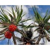 Price: €2.95 - Sementes de Fruto da árvore Halla - 